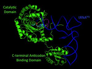 Model of HisRS-tRNAHis Complex predicted by homology modeling with AspRS-tRNAAsp crystal structure