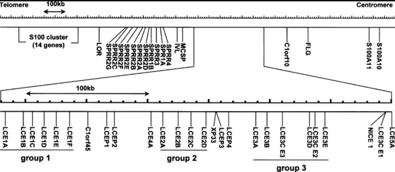 Image:Lcechart.jpg