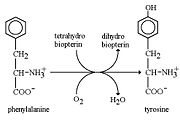 Reaction catalyzed by PheOH