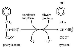 Reaction catalyzed by PheOH
