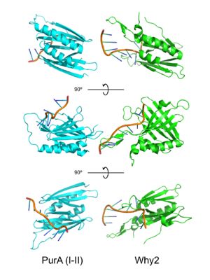 PUR domains are structurally similar to the fold in Whirly proteins. Left: PUR repeat I-II (5fgp), right: WHY2 (3n1k).