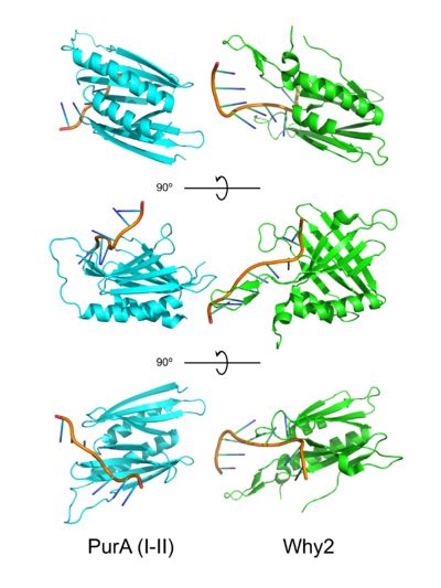 PUR domains are structurally similar to the fold in Whirly proteins. Left: PUR repeat I-II (5fgp), right: WHY2 (3n1k).
