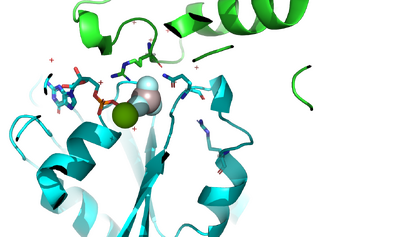 Figure 2: The arginine finger of NF interacts with GTP in Ras and catalytic glutamine through H-bonding