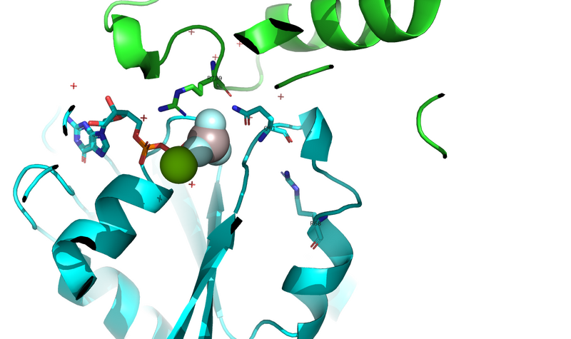 Image:Arginine finger.png