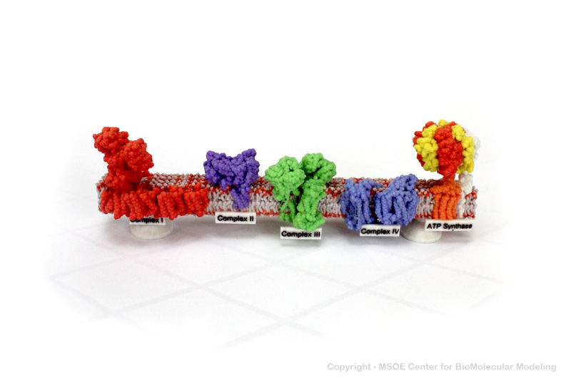 Image:AtpSynthase1 centerForBioMolecularModeling.jpg