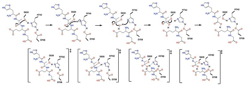 Figure 1. Mechanism for the cleavage of GLP-1 by DPP-IV via the catalytic triad.