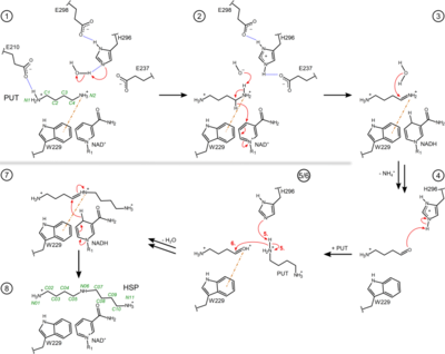 Figure 3. Proposed reaction steps of the conversion of PUT to HSP by the bacterial HSS. Relevant residues, NAD(H), PUT, HSP and intermediates are shown as two-dimensional structure representations. Hydrogen bonds are depicted as blue dotted lines, delocalized electrons as dashed lines, cation-π interactions as orange dash-dotted lines and electron transfers as red arrows. Atom numbering is given for PUT and HSP in green. For simplicity, steps 5 and 6 are shown in combined depictions with correspondingly labeled electron transfers. A more detailed sequence of reaction steps was described before and additional intervening reaction steps are proposed in Fig. S2 of Helfrich & Scheidig, 2021.