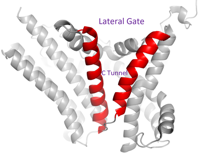 Image:Lateral gate.PNG