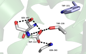 Figure 2. Residues of collapsed sodium binding pocket. Trp321 (blue) sets the top of the pocket, where Ser362, Asp113, Thr156 and Asn365 (gray) are involved in hydrogen bonding interactions preventing the coordination of a Na+ ion.