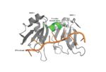 Figure 1: PABP Biological Assembly with linker highlighted.