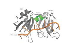 Figure 1: PABP Biological Assembly with linker highlighted.