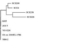 Phylogenetic tree-Tcp, generated by Biology Workbench  1xtc