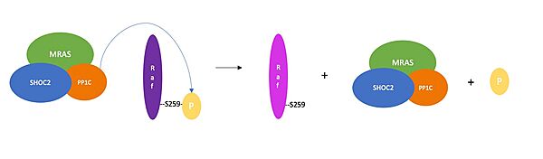 Figure 3. Schematic representation of RAF activation. PP1C removes an inhibitory phosphate group from RAF, which results in RAF activation and activation of the RAF/MAPK signaling cascade. 