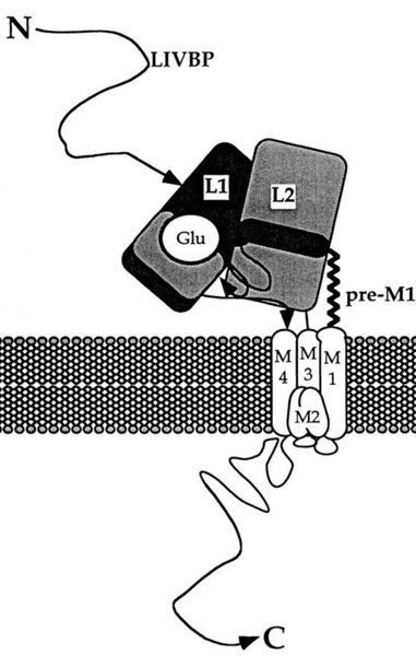 Image:StructureNR2A.jpg