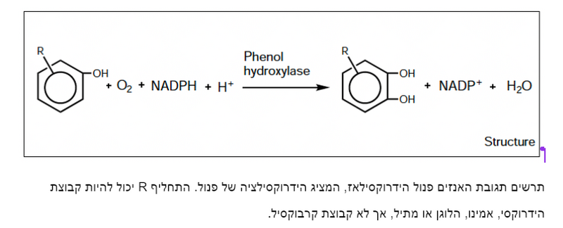 Image:צילום מסך 2024-02-20 103605.png