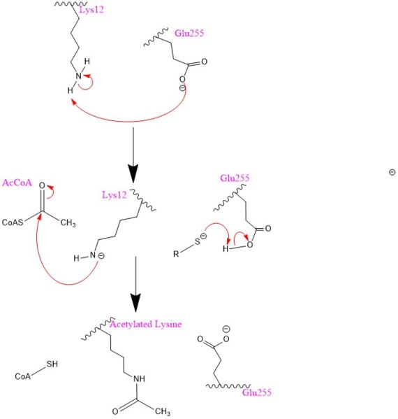 Image:HAT1 mechanism.jpg