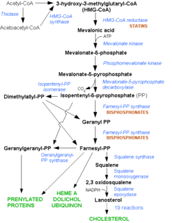 Mevalonate Pathway. Note the early stage at which the Statins interfere in the pathway