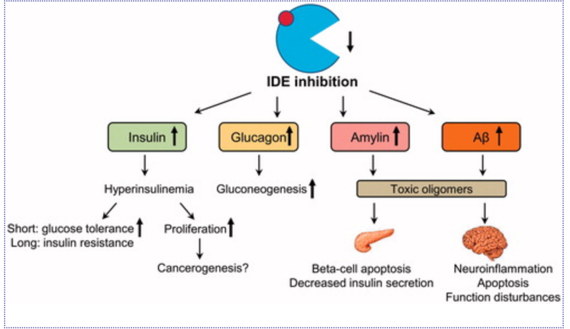 Image:IDEinhibition.PNG