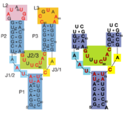 Fig. 2: Left: Riboswitch with wild-type terminal loops. Right: Riboswitch with terminal loops replaced by UUCG tetraloops.