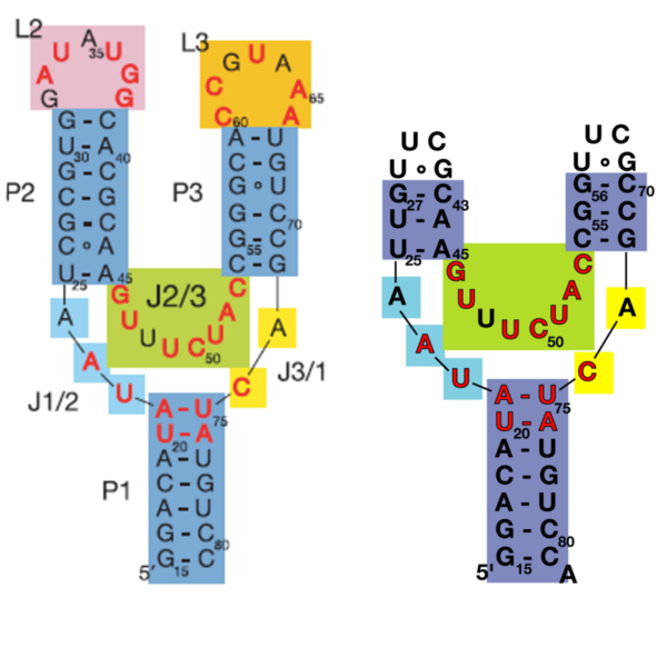 Image:Riboswitch loops replaced.png