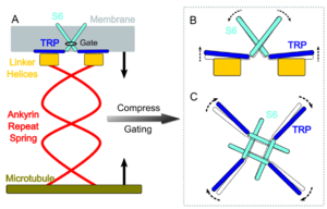 Figure 1. Schematic representation of NOMPC mechanism of action. The ankyrin repeat domains form a spring-like helical structure that links to microtubules. Cytoskeleton displacement generated by a sound or pushing forces will subsequently generate tension and torque on the linker helix domain. As a result, the transmembrane S6 helices (the sixth alpha-helix of the transmembrane domain) of the tetramer are rearranged. This leads to the pore formation. Subsequent calcium-ion influx causes the membrane to depolarize and trigger a potential of action. Note the participation of the TRP domain in S6 movement and pore formation. (Source: Wang et al. Elife. 2021;10:e58388. doi:10.7554/eLife.58388.)