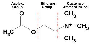 Chemical Structure of Acetylcholine