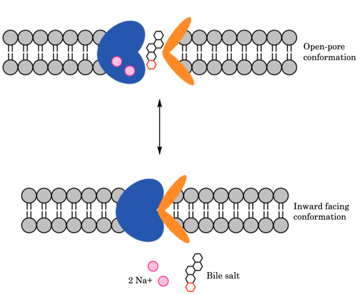 Image:Bile Salt Uptake Mechanism.png