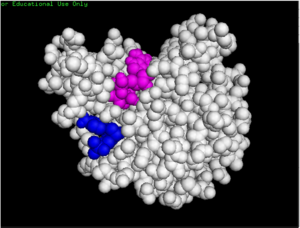 dCMP (purple) docked with 3HDT and cofactor ATP (pink)