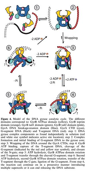 Image:Mecanismgyrase.jpg