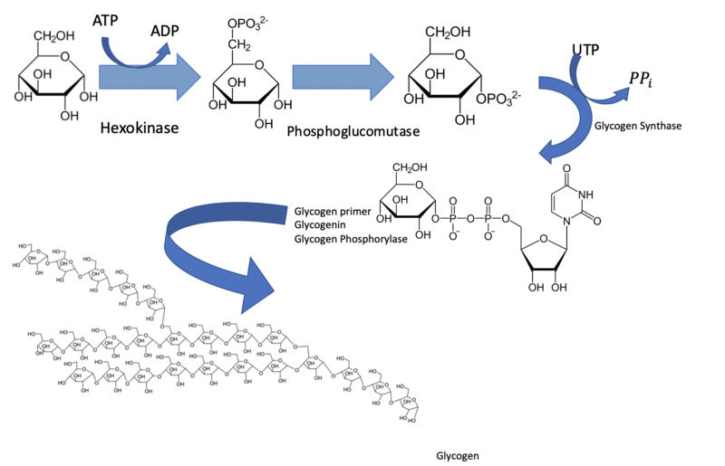 Image:Glycogen synthesis.png