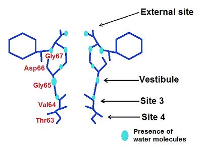 The different ions binding sites