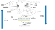 Domains and ligand binding sites of integrin αIIbβ3