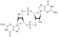 Figure 1: Cyclic-dimeric-GMP. Cyclic-dimeric-GMP is the product of the reaction catalyzed by DgcZ.