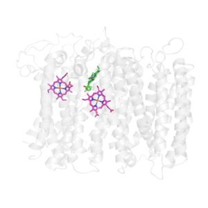 Figure 1. The active site of Bd Oxidase. Heme D is shown with green carbons. Heme B558 and Heme B595 are shown on the left and right respectively with pink carbons.