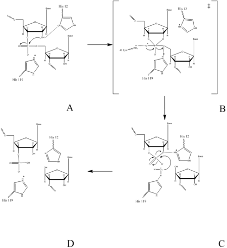 Figure II: RNase A Catalysis. (A) Initial attack of 2'hydroxyl stabilized by His12. (B) Pentavalent phosphorous intermediate. (C) 2'3' cyclic intermediate degradation. (D) Finished products: Two distinctive nucleotide sequences. Figure generated via Chemdraw