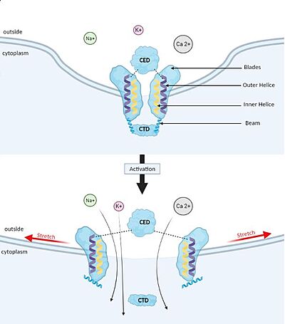 Membrane deformation and Gating mechanism of Piezo1 before and after activation by an external mechanical force.