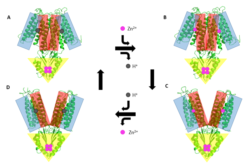 Image:YiiP Mechanism.PNG