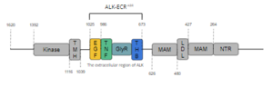 Figure 1. Overview of Anaplastic Lymphoma Kinase Structure