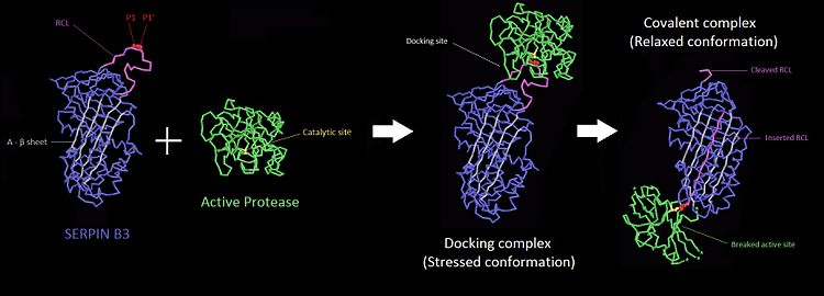Protease inhibition by SERPIN B3