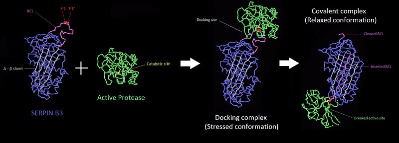Image:Antitrypsin-rasmol.jpg