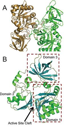 Panel A is an image of the protein dimer DmdA. Panel B contains the three labeled domains and the active cleft site of DmdA. This image was obtained directly from Schuller et al.