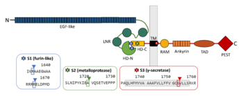 Schematic picture of NOTCH1 domains and cleavage sites with emphasis on regions contributing to the interaction between the two subunits.