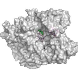 Figure 2. The surface of the potential oxygen entry site; Heme D showed in green