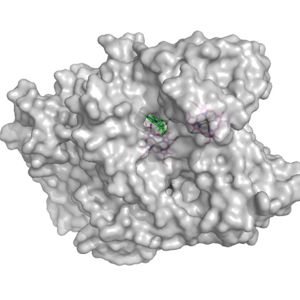 Figure 2. Surface of the potential oxygen entry site; Heme D shown in green