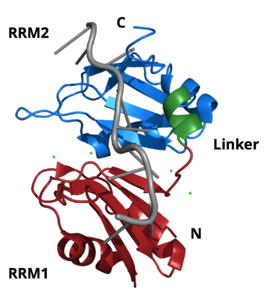 Image:RRM1-2.png