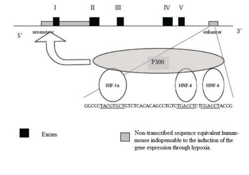 protein complex involved in gene expression