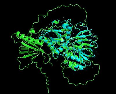 Figure 5. SphK1 and SphK2 Alignment, RMSD= 0.846Å, SphK1=cyan, SphK2=lime green