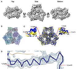 Cryo-EM density map and model fitting of the hexameric ArnA complex. (a) ArnA hexamer reconstructed at 4.0 Å resolution, shown from three orientations: top, side, and bottom views. The map reveals the characteristic two-layered architecture of ArnA and clearly resolved secondary-structure elements. (b) Final atomic model of ArnA  fitted into the cryo-EM density map. Each of the 12 subunits is displayed in a different color to illustrate the hexameric arrangement. (c) Structural alignment of the final cryo-EM model (blue) (PDB ID 9y5h) with the reference crystal structure (yellow) (PDB ID 6pih) using ChimeraX. The alignment yielded an rmsd of 1.2 Å. Enlarged views show local conformational deviations in loop regions: Glu69–Ala98 in chain D (left) and Pro65–Ser75 in chain F (right). (d) Close-up view showing the model-to-map fit for a peptide segment (Leu483–Arg460). The density mesh is contoured at 1.7σ , showing clear peptide backbone density and supporting accurate model placement.