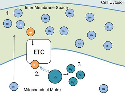 FIGURE 2: ROS Production 1.During reperfusion (return of blood flow), the electron transport chain sends more protons (H+) into the inter membrane space, producing a high concentration. 2.A high concentration gradient of protons (H+) “backs up” the electrons, allowing them to leave the ETC. 3.The excess electrons in the matrix can bind to oxygen, generating reactive oxygen species (ROS) that carry a negative charge (O2 -)