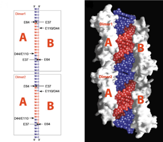 Fig.3. cleavage site of Aa-RNase III